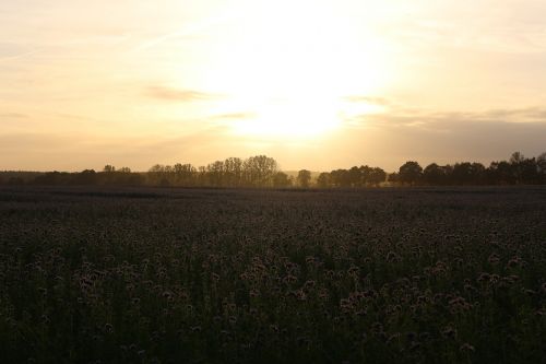 sunset field bees
