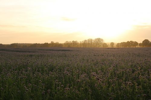 sunset bees phacelia