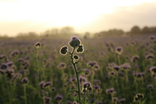 sunset bees phacelia