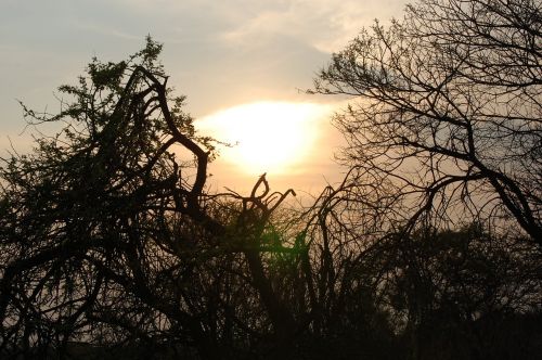 sunset trees africa