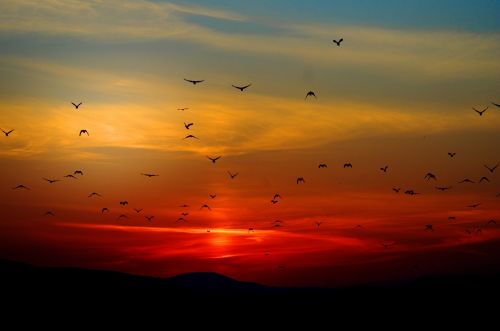 sunset birds flying