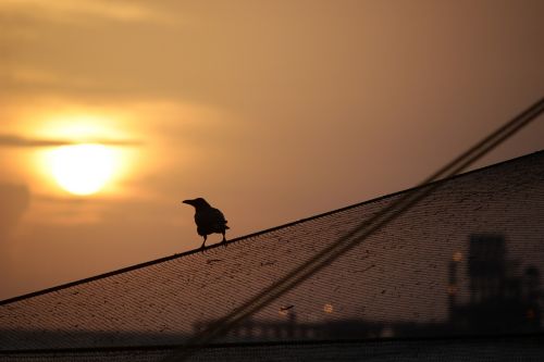 sunset bird silhouette
