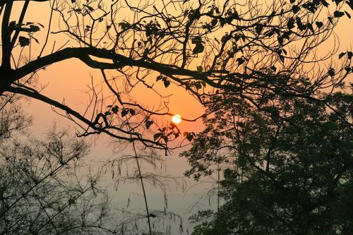 sunset tree nature