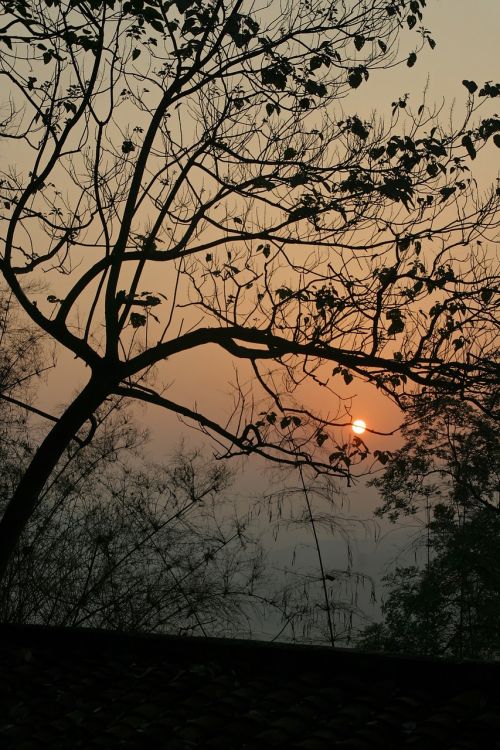 sunset tree nature