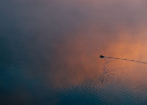 sunset duck alone
