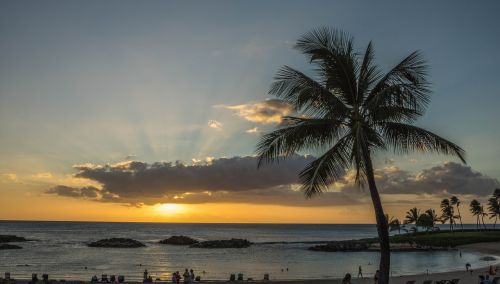 sunset sun rays palm trees