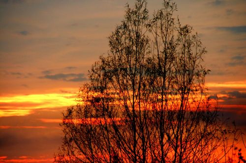 sunset tree cloud