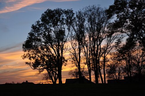 sunset trees twilight