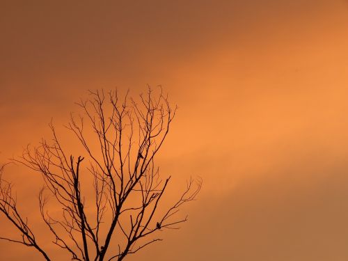 sunset death tree birds on tree