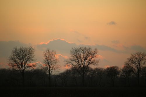 sunset winter trees
