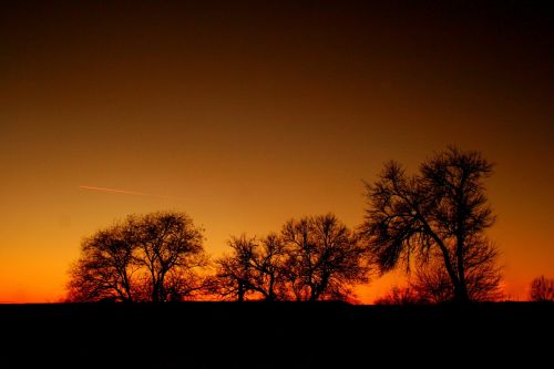 sunset red tree