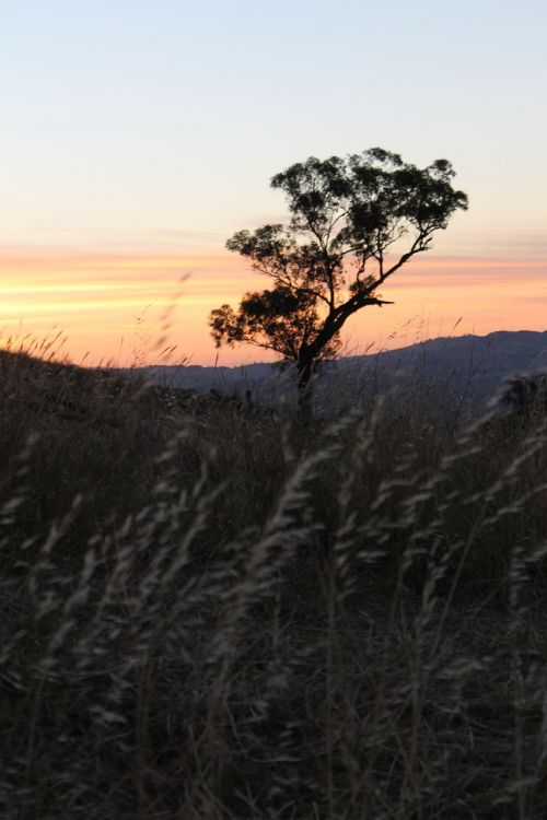 sunset wheat landscape