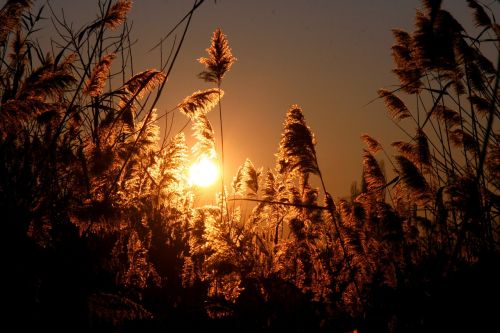 sunset reed sun