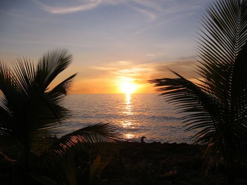 sunset caribbean palm trees