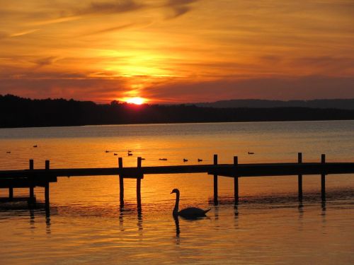 sunset sea swan