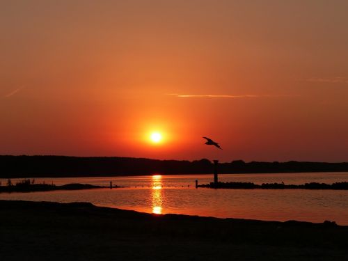 sunset beach seagull