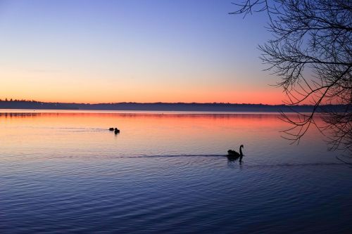 sunset swan