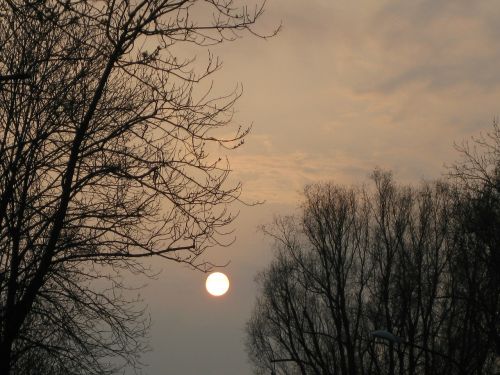 sunset trees sky