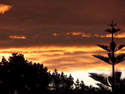 sunset nature silhouette