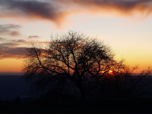 sunset tree silhouette