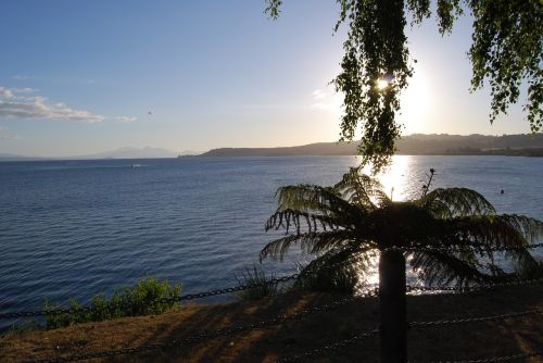 sunset dusk palm tree