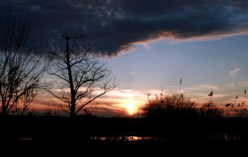 sunset tree cloud