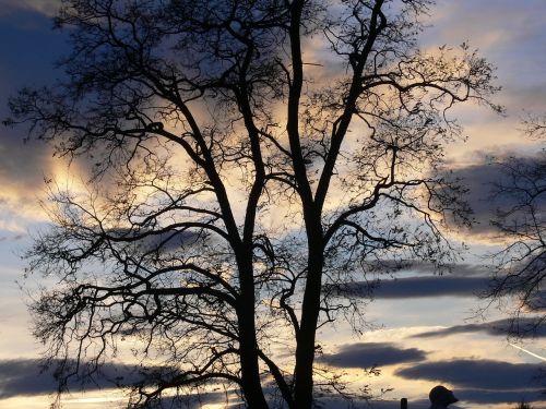 sunset colors tree