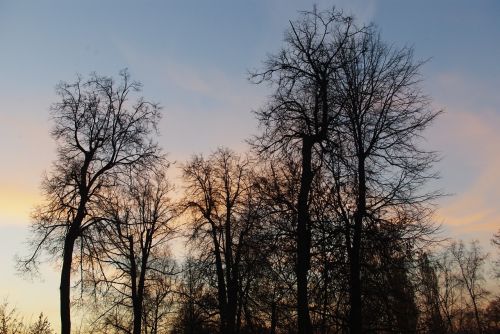 sunset trees clouds