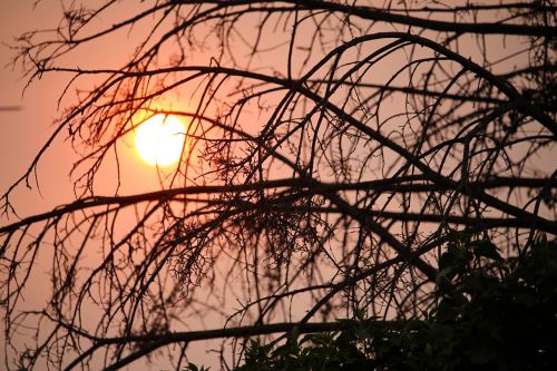 sunset trees sky