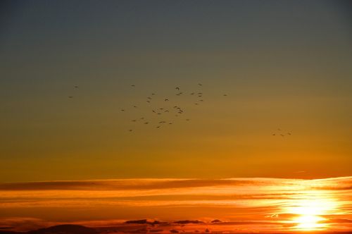 sunset birds in orizonte flashes