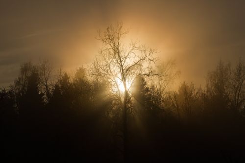 sunset trees mist