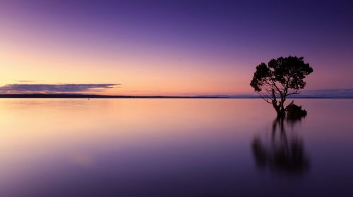 sunset tree water