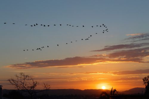 orange sunset birds