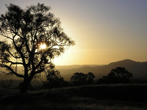 sunset eucalyptus mountains