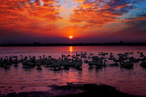 sunset burning clouds swan