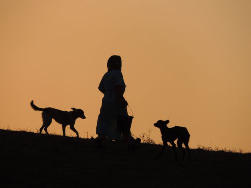 sunset dog animals