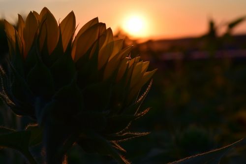 sunset sun flower back light