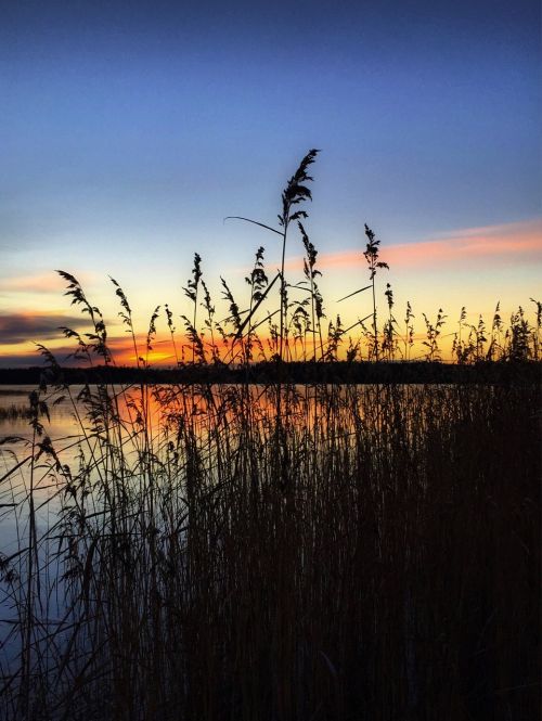 sunset reed silhouette