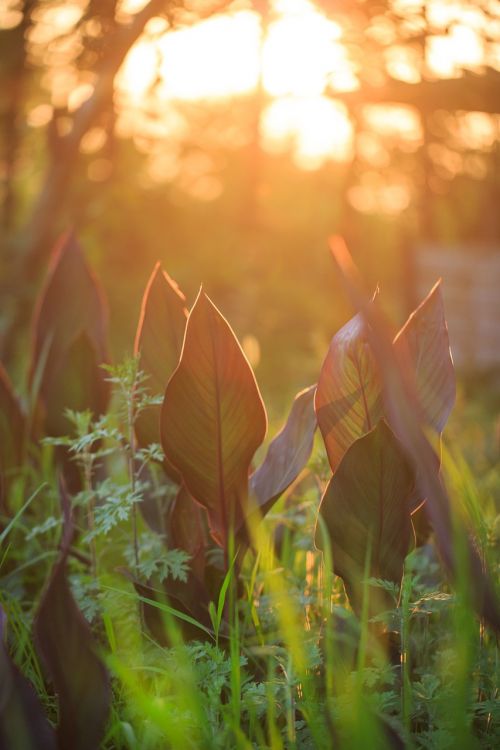 sunset grass plant