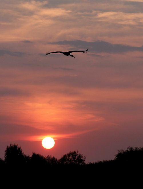 sunset sun stork