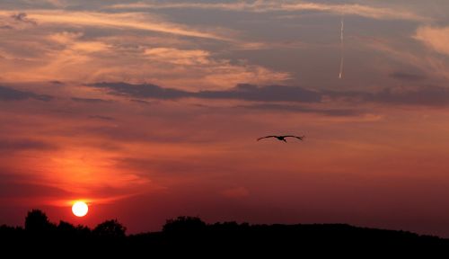 sunset sun stork