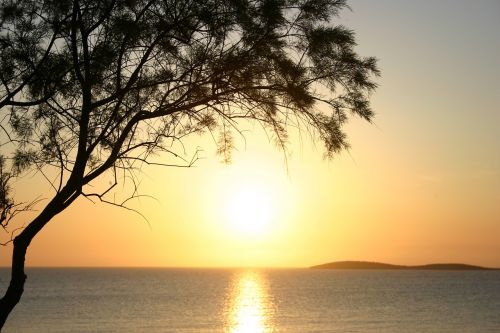 sunset tree sea