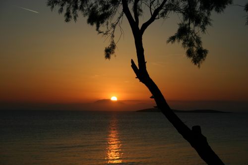 sunset tree sea