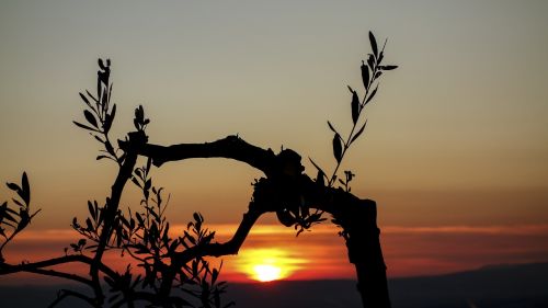 sunset olive tree branches