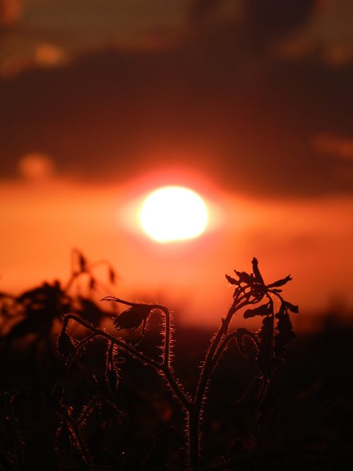 sunset sun nature