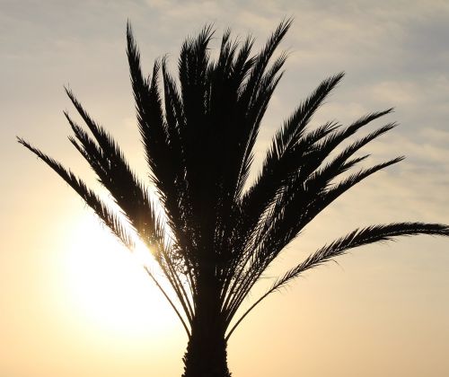 sunset palm sea