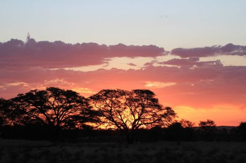 sunset silhouette kalahari