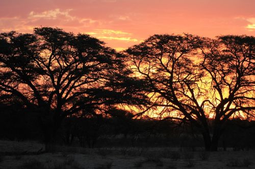 sunset silhouette kalahari