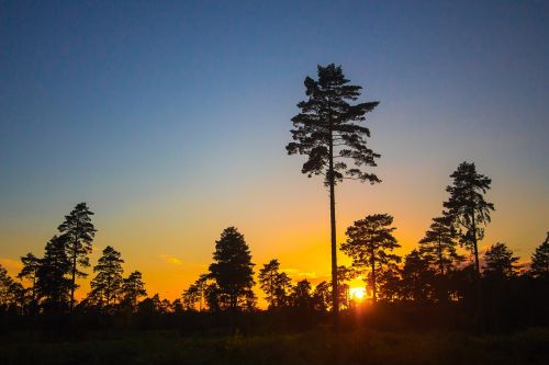 sunset forest trees