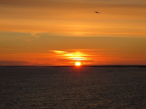 sunset bird evening sky